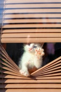 pet household window treatment options